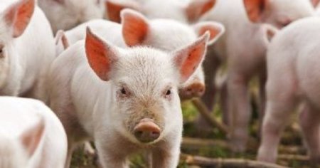 Focar de pesta porcina africana la cel mai mare crescator de porci din Romania. Trebuie omorate 18.000 de animale