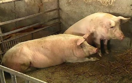 Focare de pesta porcina in Timis. Aproape 14.000 de porci vor fi ucisi