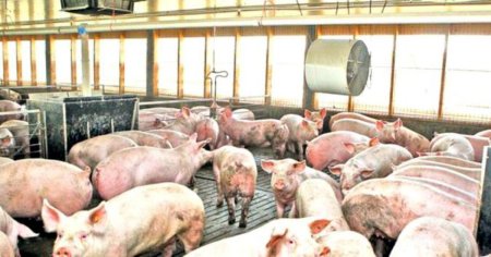 Romania se alatura campaniei de stopare a pestei porcine africane