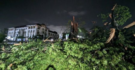 Cel mai vechi arbore de bumbac din Sierra Leone a fost doborat de furtuna