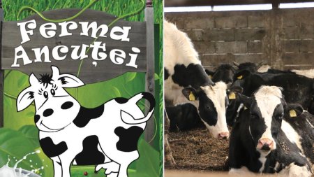 Ferma Ancutei – Vacutele de lapte, atractia Farm-Park-ului de la Moara <span style='background:#EDF514'>VLASIEI</span>