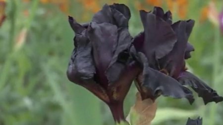 Irisul negru, folosit in industria alimentara. Cum se obtine zahar dintr-o floare?