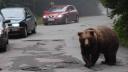 Un urs a fost vazut in Zona Industriala a Vasluiului