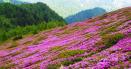 Paradisul roz din Carpati. Minunea de pe creste care rivalizeaza cu arbustii mediteraneeni FOTO VIDEO