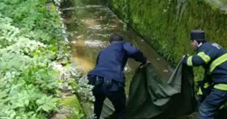 Pui de caprioara, salvat dintr-un canal din Parcul <span style='background:#EDF514'>TRIVALE</span>. Animalul a fost eliberat VIDEO