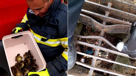 Zece boboci de rata, blocati intr-o canalizare, au fost salvati de pompierii ISU Constanta