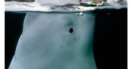 Beluga-spion rusa, reperata in largul coastei de vest a Suediei
