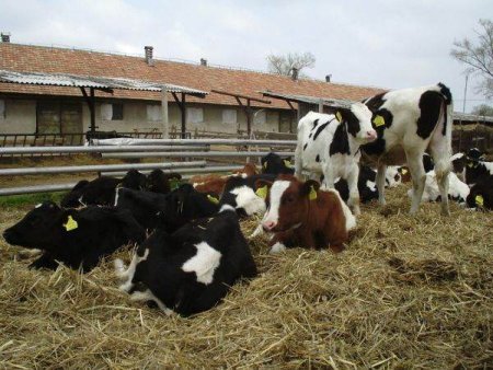 TradeVille: DN Agrar Group - crestere cu 15% a cantitatii de lapte livrate in aprilie 2023