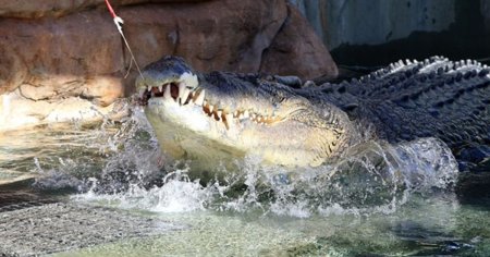 Supravietuire miraculoasa in Australia dupa atacul unui crocodil: Am putut sa-i deschid falcile pentru a-mi scoate capul