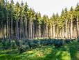 Fondul forestier national al Romaniei a crescut la sfarsitul anului trecut la 6,61 milioane hectare
