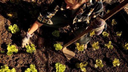 9 verdeturi cultivate in luna iunie pentru a avea salate proaspete toata vara