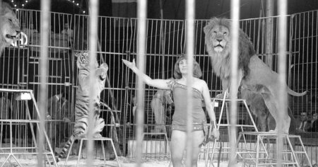 Povestea dramatica a celei mai de succes dresoare de lei si tigri din Romania. Final tragic de cariera