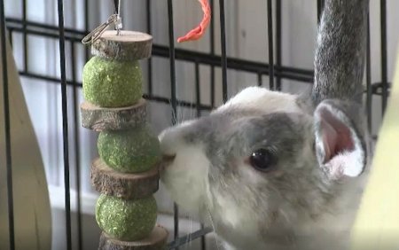 A fost deschisa prima cafenea cu iepuri. Organizatiile pentru protectia animalelor fac acuzatii grave