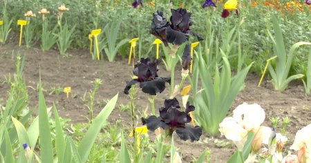 Cand vom savura prajituri indulcite cu iris. Floarea cu gust special este de cativa ani in atentia cercetatorilor romani