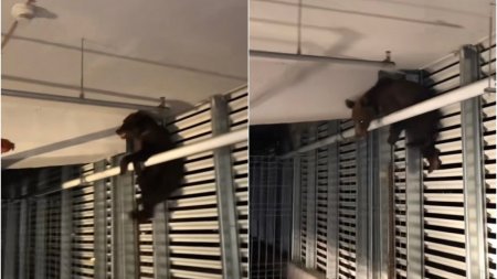 Pui de urs eutanasiat, dupa ce a cazut de la etajul unei parcari din Brasov. Animalul ar fi suferit rani grave