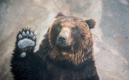 Invazie de ursi intr-o zona din Romania in care nu au mai fost vazuti pana acum. Autoritatile se intalnesc de urgenta