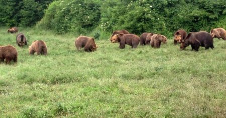 Urme de ursi intr-o regiune din Romania unde nu au mai fost semnalati pana acum