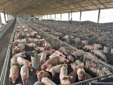 Danezii de la Premium Porc investesc 10 mil. euro in unele ferme de porci din cadrul grupului, golite de pesta <span style='background:#EDF514'>PORCINA</span> africana, si in panouri fotovoltaice