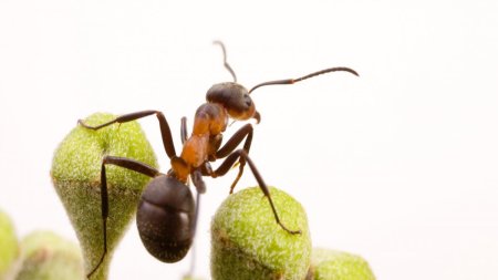 Condimentul care tine furnicile departe de casa ta. Cum actioneaza