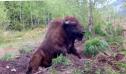 Imagini Rare: Un zimbru din Muntii Fagaras, surprins scarpinandu-se (VIDEO)