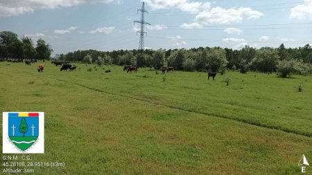 Amenzi pentru cresterea necontrolata a oilor si vacilor in Delta Dunarii