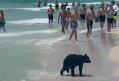 Pui de urs filmat in timp ce inoata si iese pe o plaja plina cu turisti, in Florida