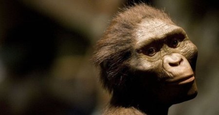 Lucy, stramosul din urma cu peste 3 milioane de ani al omului, avea articulatii ce ii permiteau sa mearga dreapta