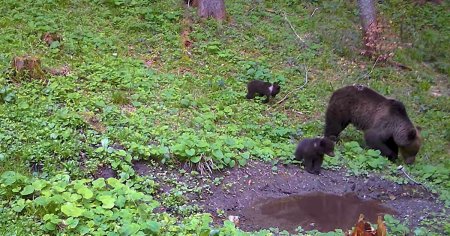 O ursoaica si doi pui simpatici, filmati in Parcul Natural Bucegi de <span style='background:#EDF514'>PADURARI</span>i Romsilva VIDEO