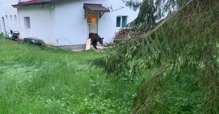 Doi ursi au fost impuscati in judetul Arges, in acest an. Unul dintre ei obisnuia sa intre in <span style='background:#EDF514'>CABANE</span> dupa hrana FOTO