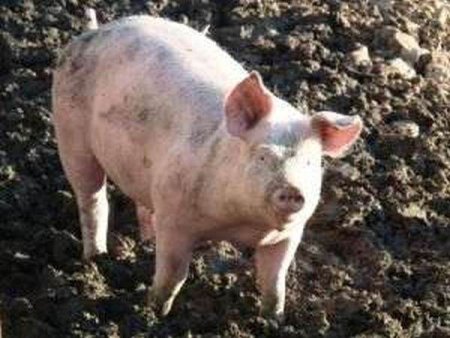 Pesta porcina depistata intr-o ferma cu peste 50.000 de porci