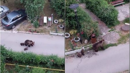 Ursoaica cu pui, filmati in apropierea blocurilor, in <span style='background:#EDF514'>SLANIC MOLDOVA</span>