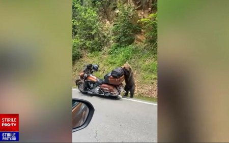 Momentul hilar in care o ursoaica se urca pe motocicleta unui turist, pe Transfagarasan. In total au fost vazuti 12 ursi