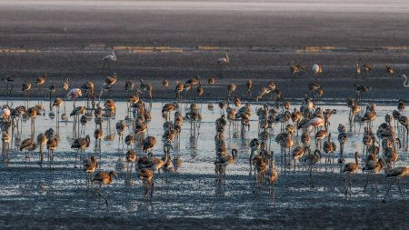 O cunoscuta <span style='background:#EDF514'>LAGUNA</span> din Spania, folosita de pasarile flamingo drept loc de reproducere, a secat
