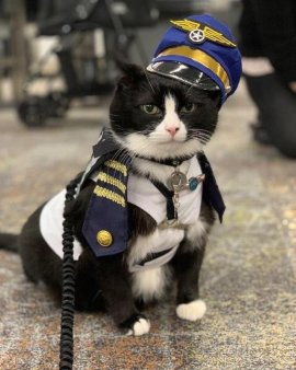 O pisica in varsta de 14 ani a fost angajata ca animal de terapie la Aeroportul din San Francisco