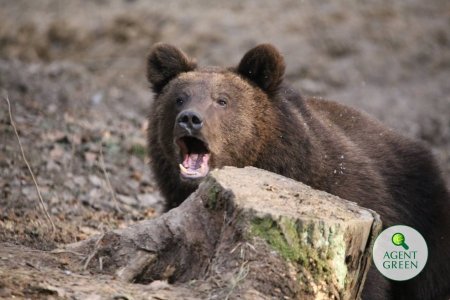 Acestea sunt actele normative care permit uciderea ursilor bruni in Romania