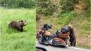 Ursii au blocat <span style='background:#EDF514'>TRAFICUL PE DN</span>1 | Un pui de urs a fost filmat in timp ce darama o motocicleta