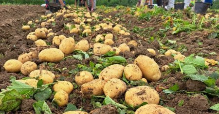 An prost pentru cartof, printre cele mai consumate legume din Romania. Vremea nu ne-a ajutat deloc VIDEO