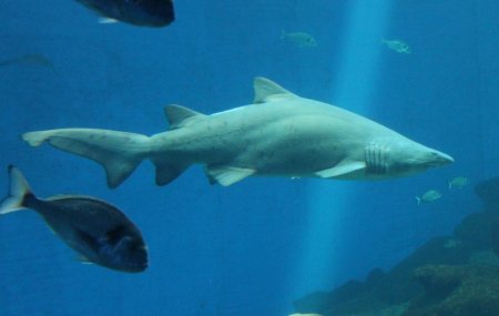 Egiptenii au mumificat un rechin care a ucis un turist rus in statiunea Hurghada. In urma cu un an, o romanca si-a pierdut viata dupa un alt atac