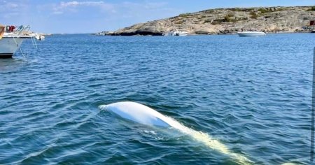 Povestea stranie a lui Hvaldimir, balena-spion rusa. Beluga prietenoasa este in pericol, avertizeaza expertii VIDEO