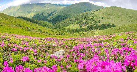 <span style='background:#EDF514'>PASUNI</span>le alpine din Bucegi, colorate in roz. Unde poate fi admirata marea de Rododendron FOTO VIDEO