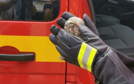 Pui de cucuvea, salvat de pompierii SMURD Galati. Pasarea cazuse dintr-un cuib si era incoltita de cateva pisici