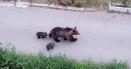 O ursoaica cu doi pui, vedete fara voie intr-un oras din Moldova. Ce faceau salbaticiunile cand au fost filmate VIDEO