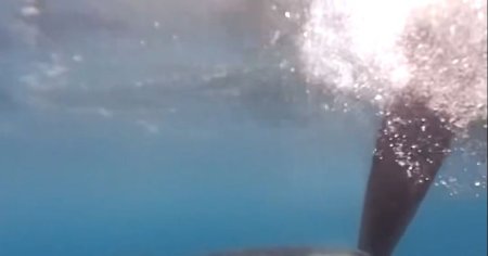 Momentul in care mai multe balene ucigase ataca doua <span style='background:#EDF514'>VELIERE</span>, in timpul unei curse. Infricosator VIDEO