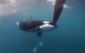 Imagini spectaculoase cu o orca si un <span style='background:#EDF514'>YACHT</span> pe care il 