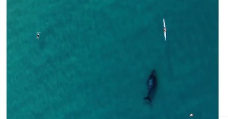 Intalnire magica pe coastele Australiei: o <span style='background:#EDF514'>BALENA</span> inoata alaturi de un canotor VIDEO