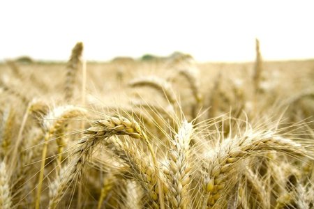 APIA: producatorii agricoli din sectorul cereale primesc sprijin financiar de peste 99 milioane lei.