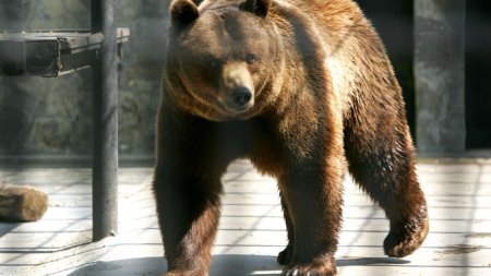 Mesaj RO-Alert dupa ce a fost semnalata prezenta unui urs in zona unei <span style='background:#EDF514'>CABANE</span> din Bihor