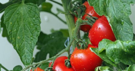Termenul de valorificare a productiei pentru fermierii inscrisi in Programul Tomata, prelungit