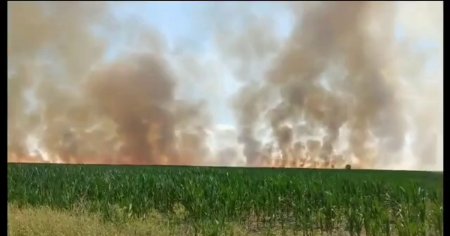 Incendiu intr-un lan de grau si orz, pe o suprafata de zece hectare VIDEO