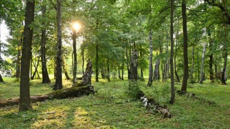 Padurea din Romania, despre care se spune ca ascunde un portal magic spre alta lume